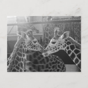 Giraffe Kärlek Vykort
