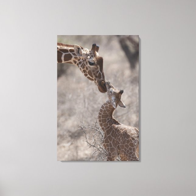 Giraffe, Kenya, Afrika Canvastryck (Framsida)