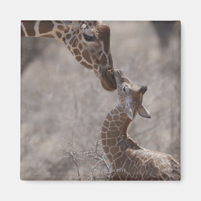 Giraffe, Kenya, Afrika Magnet (Framsidan)