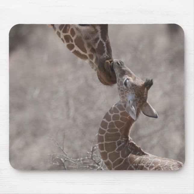 Giraffe, Kenya, Afrika Musmatta (Framsidan)