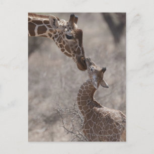Giraffe, Kenya, Afrika Vykort