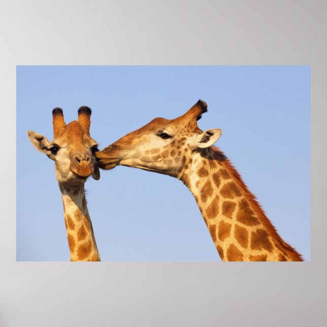 Giraffe Kiss Poster (Framsidan)