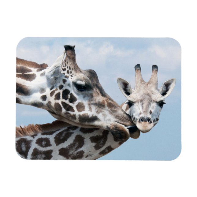 Giraffe Kisses Her Calf Magnet (Horisontell)