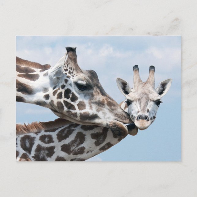 Giraffe Kisses Her Calf Vykort (Framsida)