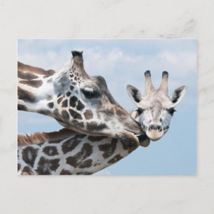 Giraffe Kisses Her Calf Vykort