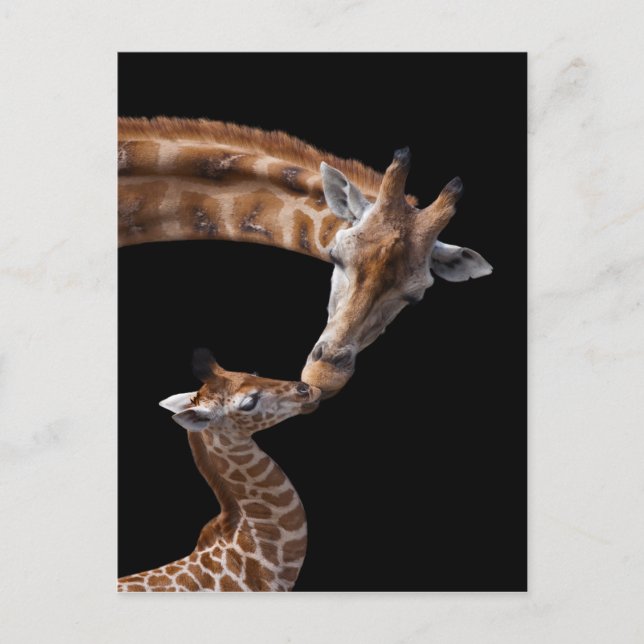 Giraffe Kisses vykort (Framsida)