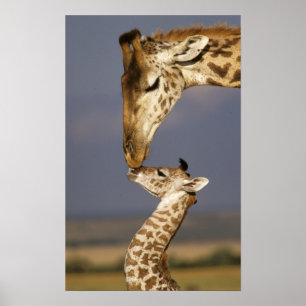 Giraffe Kissing Baby Giraffe Poster