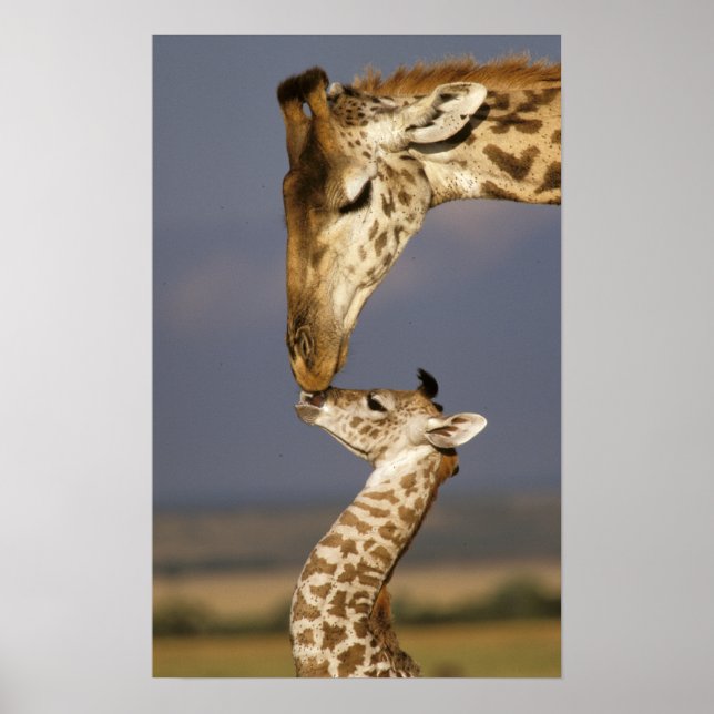 Giraffe Kissing Baby Giraffe Poster (Framsidan)