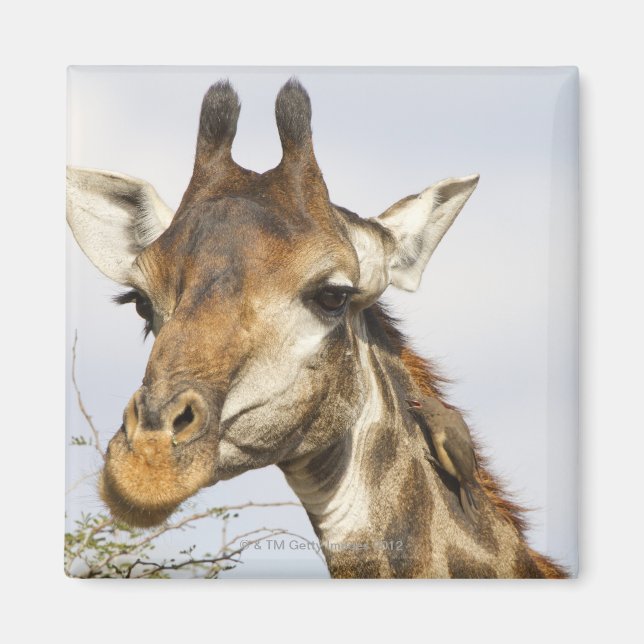 Giraffe, Kruger nationalpark, södra Afrikan Magnet (Framsidan)