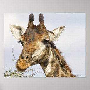 Giraffe, Kruger nationalpark, södra Afrikan Poster