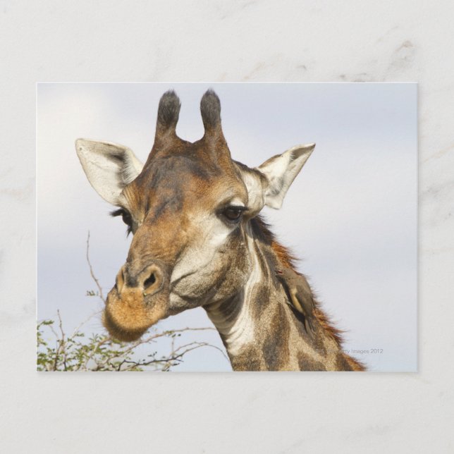 Giraffe, Kruger nationalpark, södra Afrikan Vykort (Framsida)