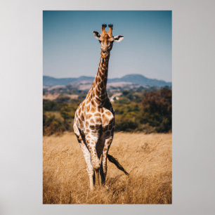 GIRAFFE KRUNDA AV BRÖSTGRAS POSTER