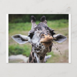 Giraffe Lunch Vykort
