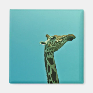 giraffe magnet