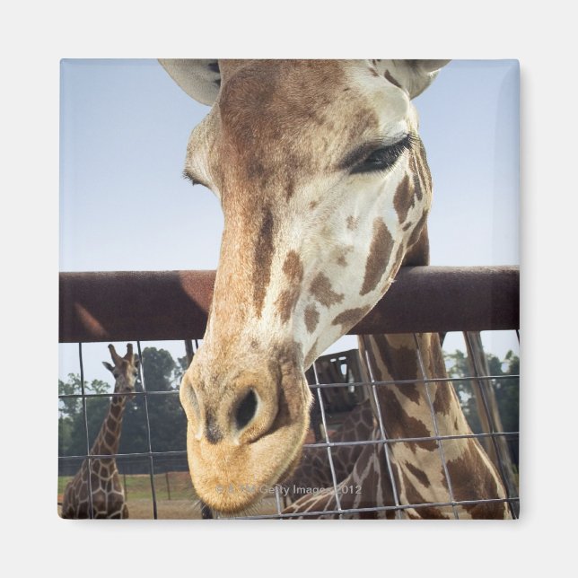 Giraffe Magnet (Framsidan)