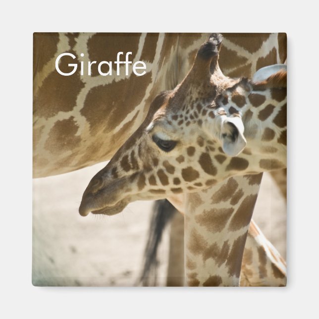 Giraffe ・ Magnet (Framsidan)
