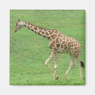 giraffe magnet