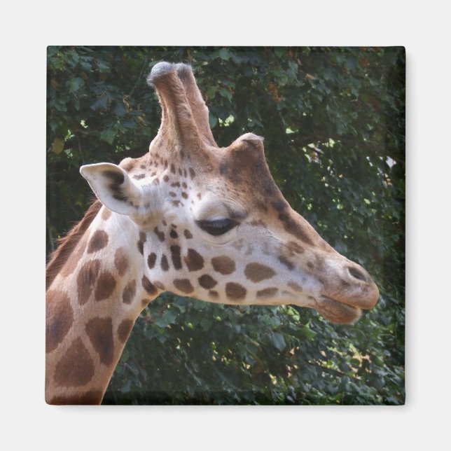 Giraffe Magnet (Framsidan)