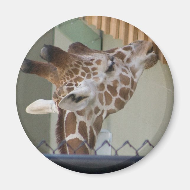 giraffe magnet (Framsidan)