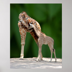 Giraffe Mamma och Baby Poster