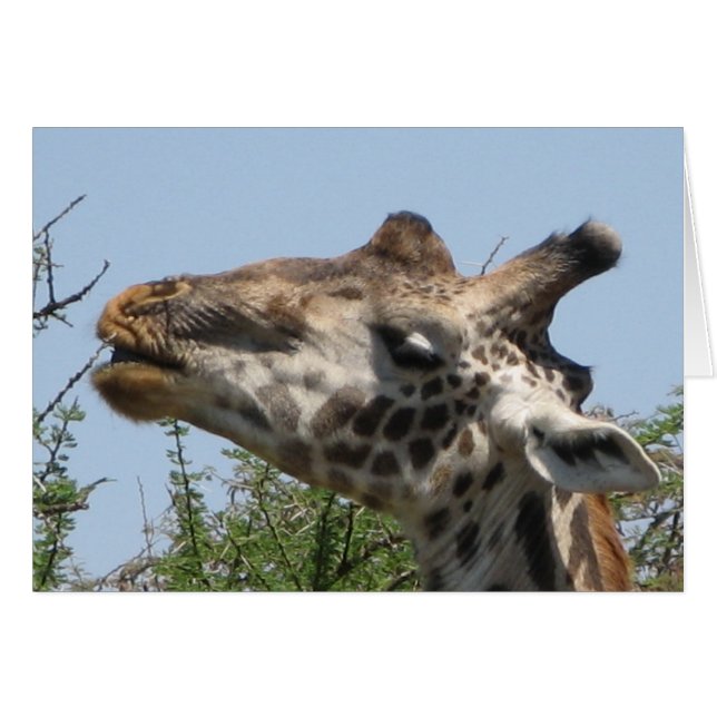 Giraffe Matande Hälsningskort (Framsidan Horizontal)