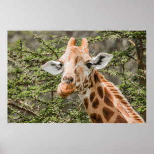 Giraffe matande på Acacia grenar Poster