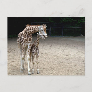 Giraffe med barn vykort