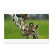 Giraffe Mor Kärlek