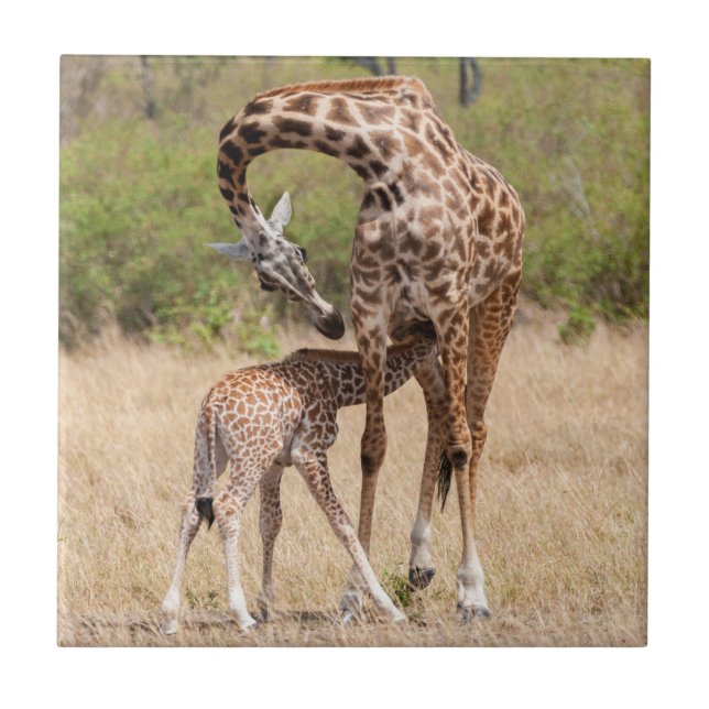Giraffe Mor och Baby i Kenya Kakelplatta (Framsidan)