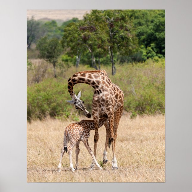 Giraffe Mor och Baby i Kenya Poster (Framsidan)