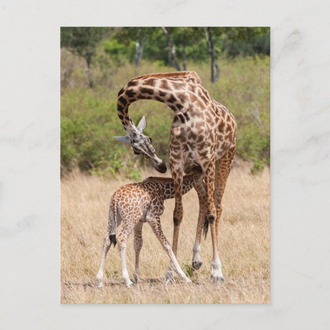 Giraffe Mor och Baby i Kenya Vykort (Framsida)