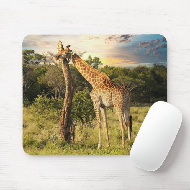 Giraffe Musmatta (Med mus)
