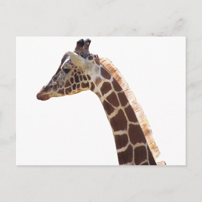 Giraffe Nacke och Head Vykort (Framsida)