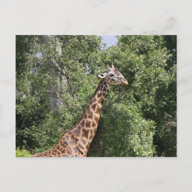giraffe nacke vykort (Framsida)