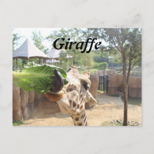 Giraffe nr 12 vykort