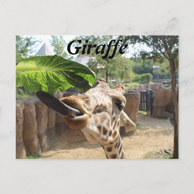 Giraffe nr 14 vykort (Framsida)