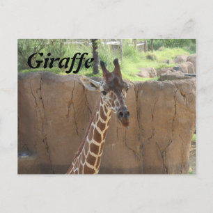 Giraffe nr 15 vykort