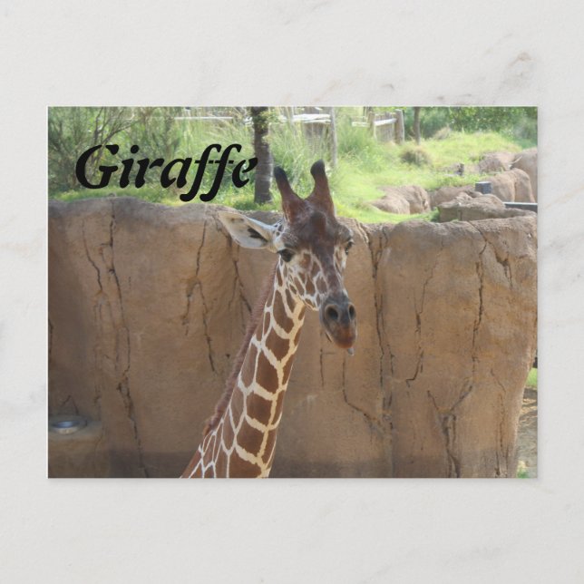 Giraffe nr 15 vykort (Framsida)