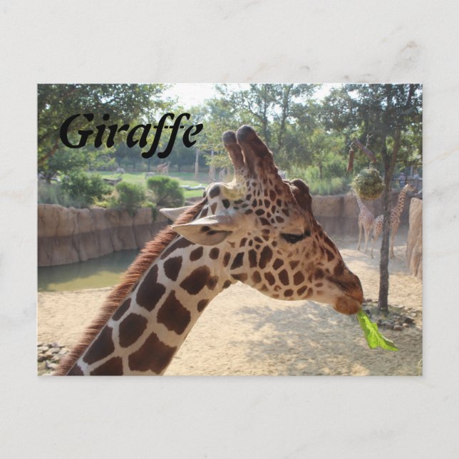 Giraffe nr 18 vykort (Framsida)