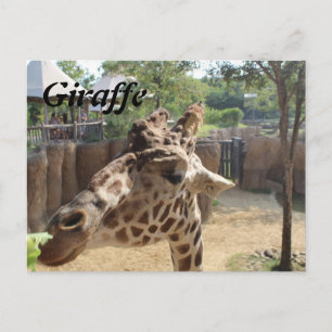 Giraffe nr 4 vykort