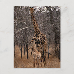 Giraffe och Baby Giraffe Vykort