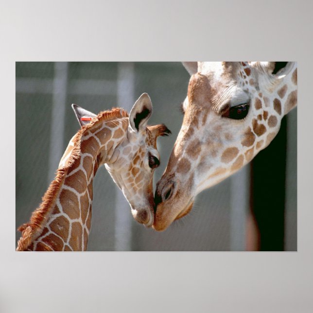 Giraffe och Baby print Poster (Framsidan)