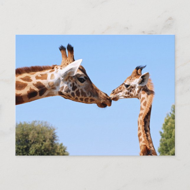 Giraffe och baby vykort (Framsida)