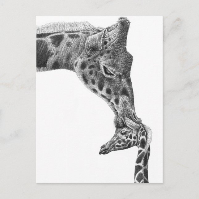 Giraffe och Calf-vykort Vykort (Framsida)