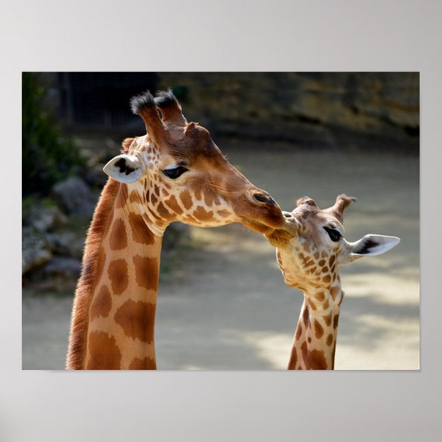 Giraffe och dess baby poster (Framsidan)