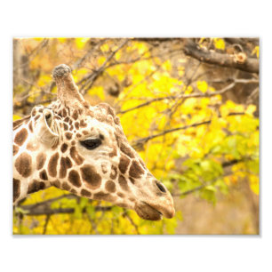 Giraffe och löv fototryck