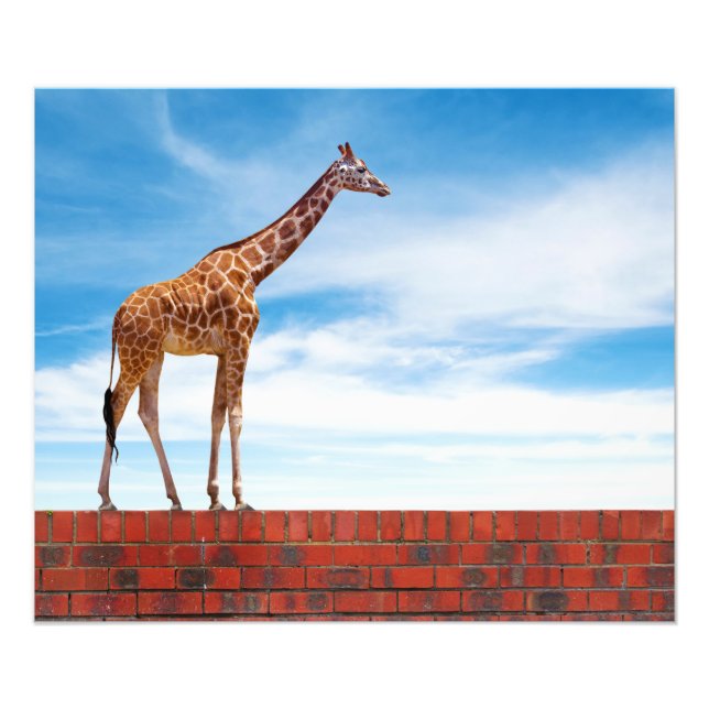 Giraffe på väggen fototryck (Framsidan)