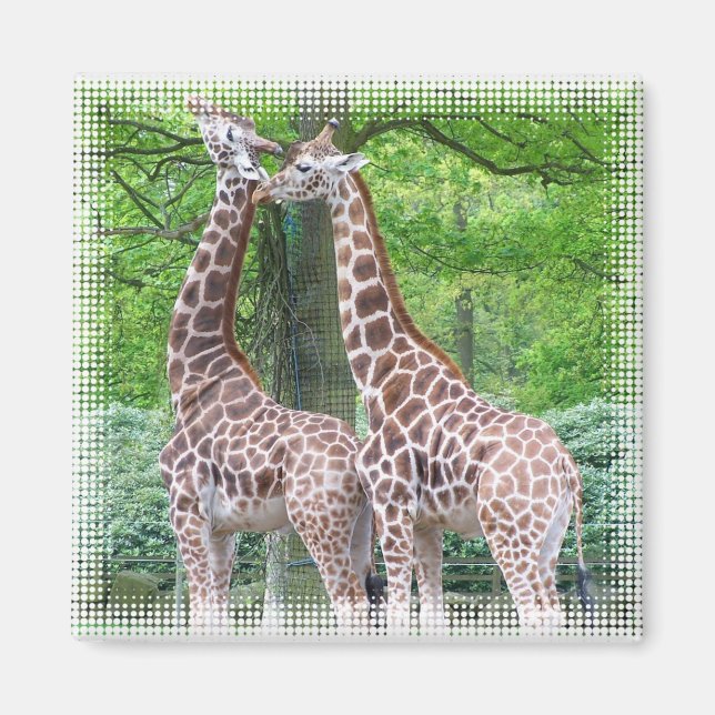 Giraffe Pair Square Magnet (Framsidan)