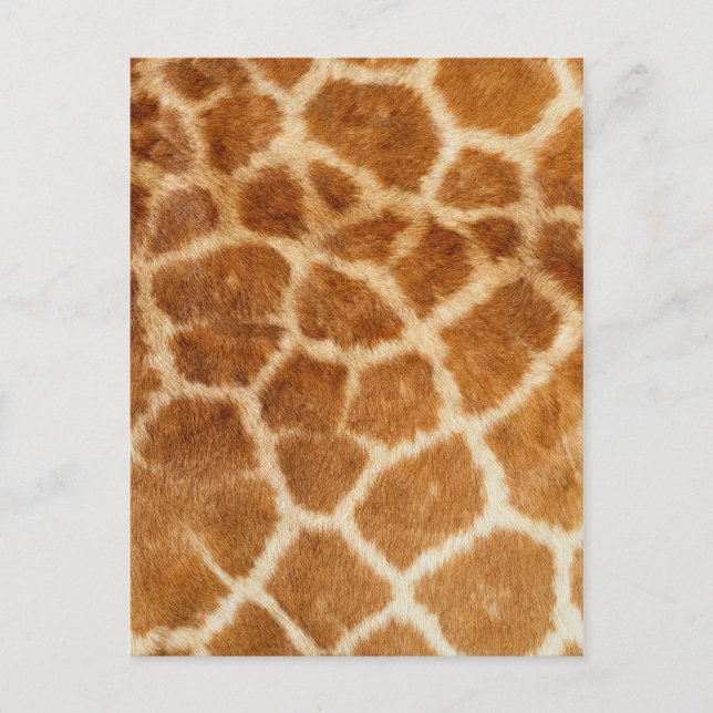 Giraffe Päls Skriv ut Vykort (Framsida)