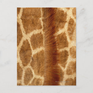 Giraffe Päls Vykort